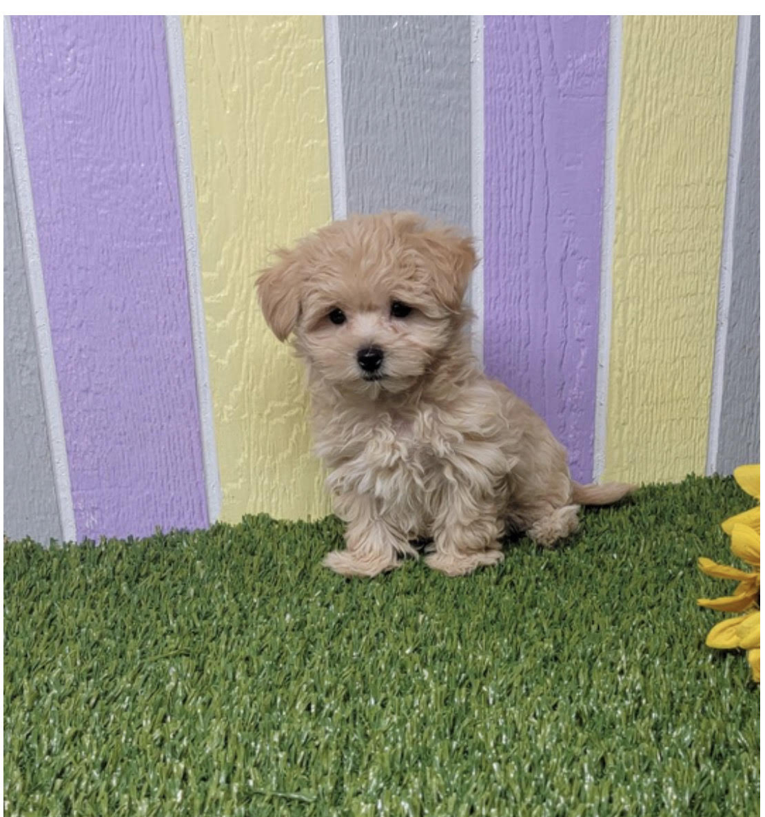 comprar cachorros sanos, baratos y asequibles para la venta